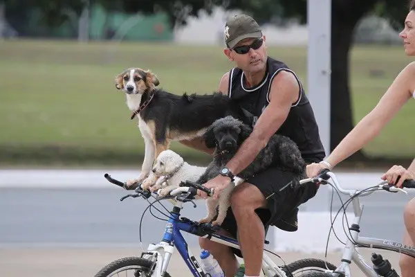 Wie Sie Ihren Hund nicht transportieren sollten