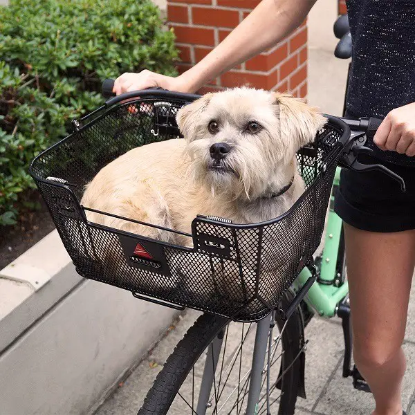 Hundefahrradkorb