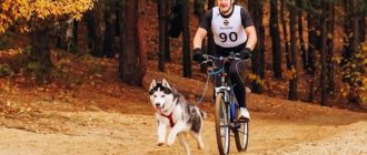 Wie man einen Hund auf dem Fahrrad transportiert: die besten Möglichkeiten