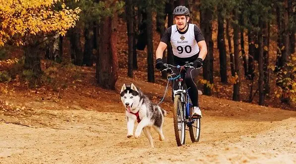 Wie man einen Hund auf dem Fahrrad transportiert: die besten Möglichkeiten