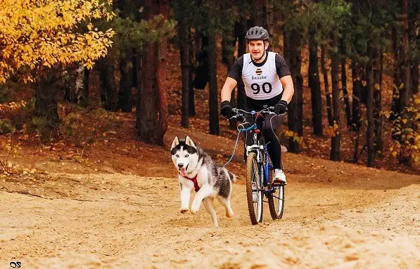wann es sich lohnt, einen Hund auf dem Fahrrad mitzunehmen