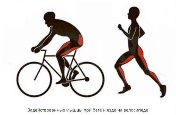 Muskeln, die beim Laufen und Radfahren beteiligt sind